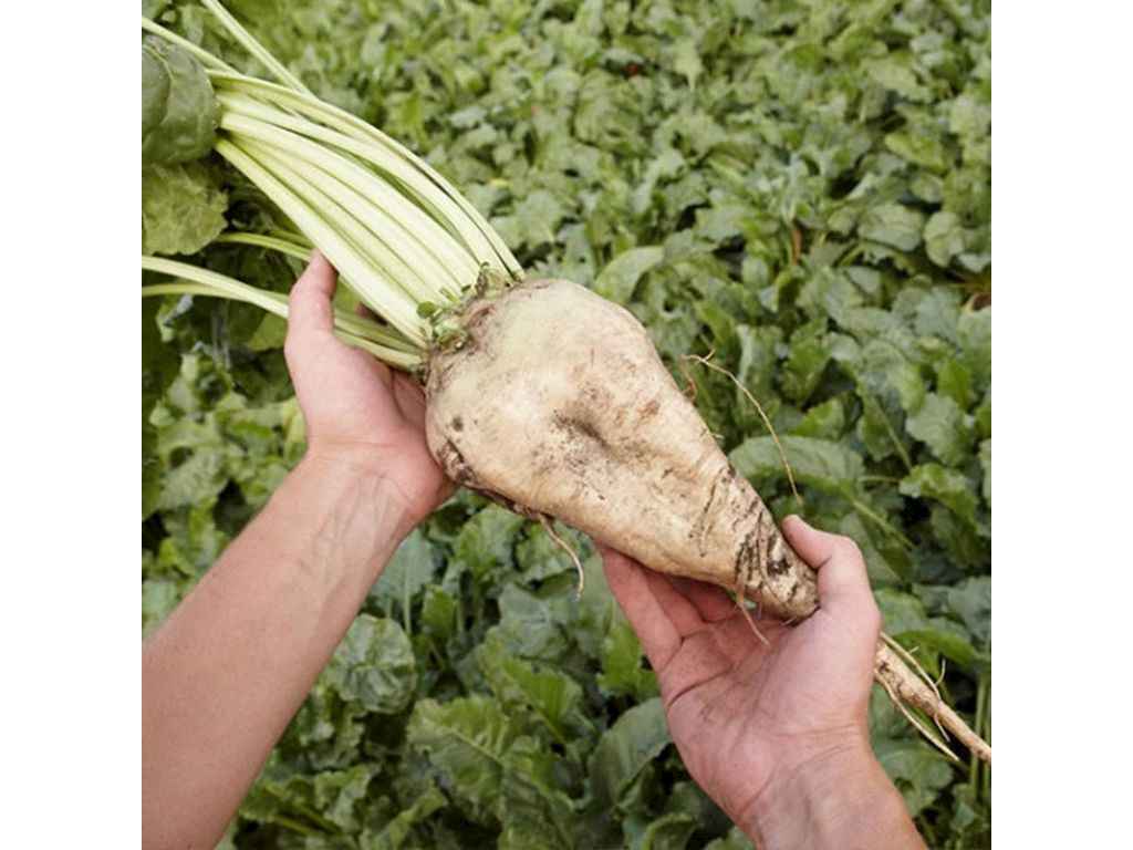 Буряк кормовий Славія білий 500г ТМ ЯСКРАВА Буряк кормовий Славія білий 500г ТМ ЯСКРАВА